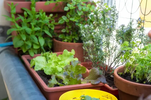 As Melhores Ervas Aromáticas para Hortas Verticais em Apartamentos Pequenos