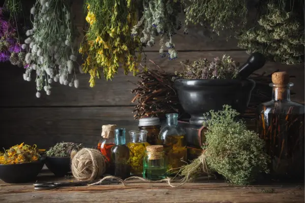 Plantas Medicinais Ideais para Hortas Verticais em Ambientes Internos