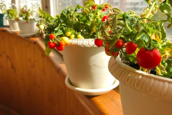 Frutas que Podem Ser Cultivadas em Hortas Verticais em Apartamentos